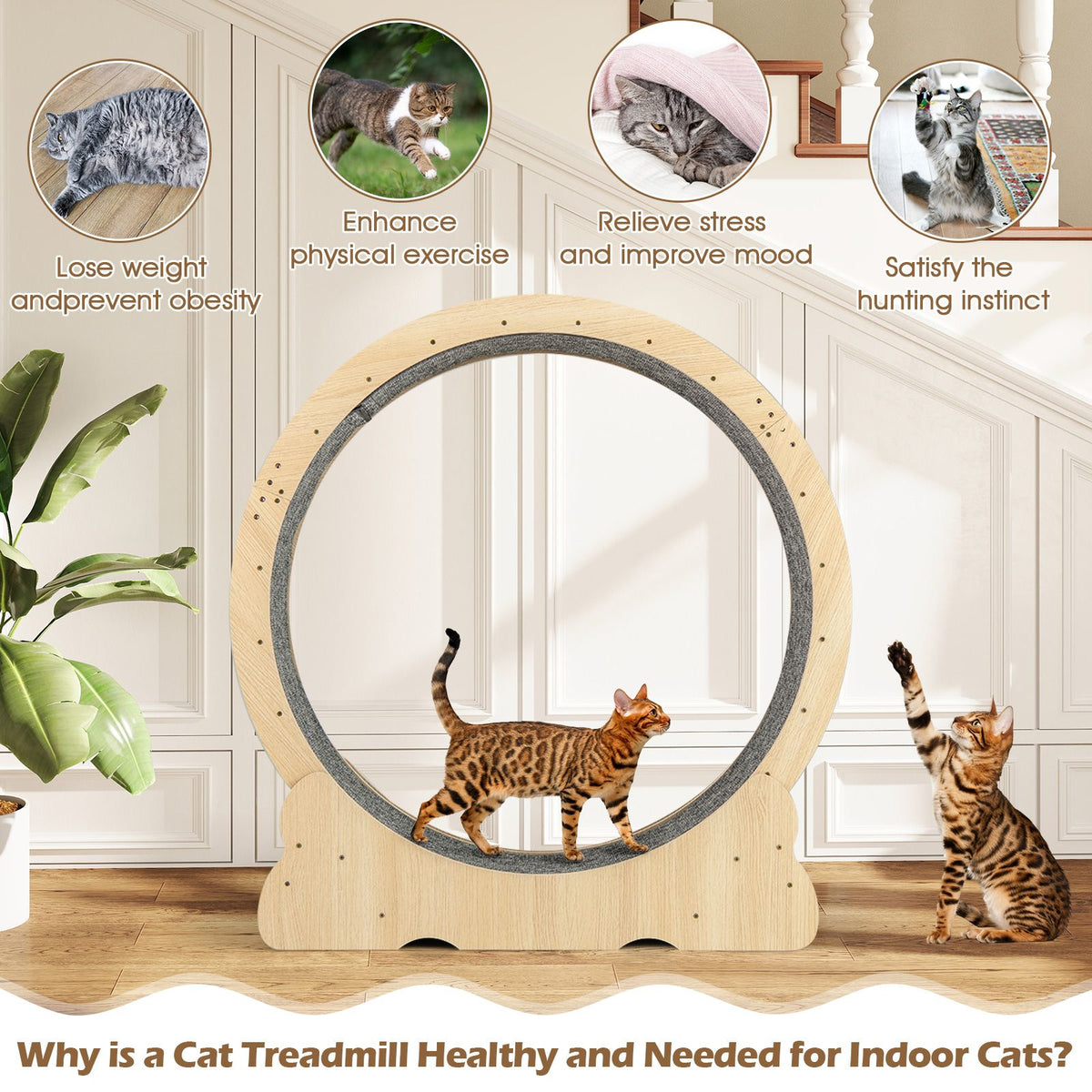 101 CM Large Cat Exercise Wheel for Indoor Cats