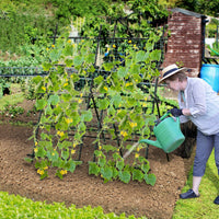 190cm x 80cm Cucumber Trellis for Raised Bed