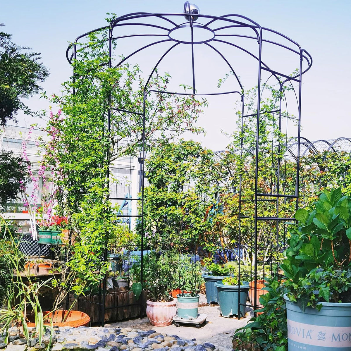 Birdcage Shape Arch,286 cm High x 206cm Wide, Heavy-Duty Wrought Metal Arbor for Climbing Plants
