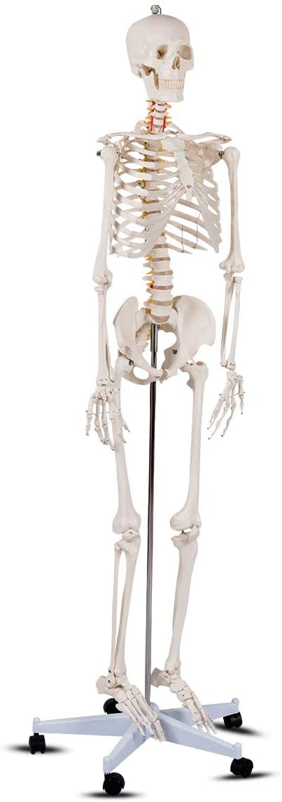 Giantex Life Size 177 cm Human Skeleton Model