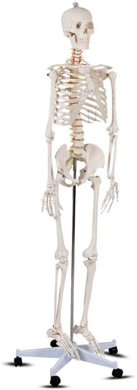 Giantex Life Size 177 cm Human Skeleton Model