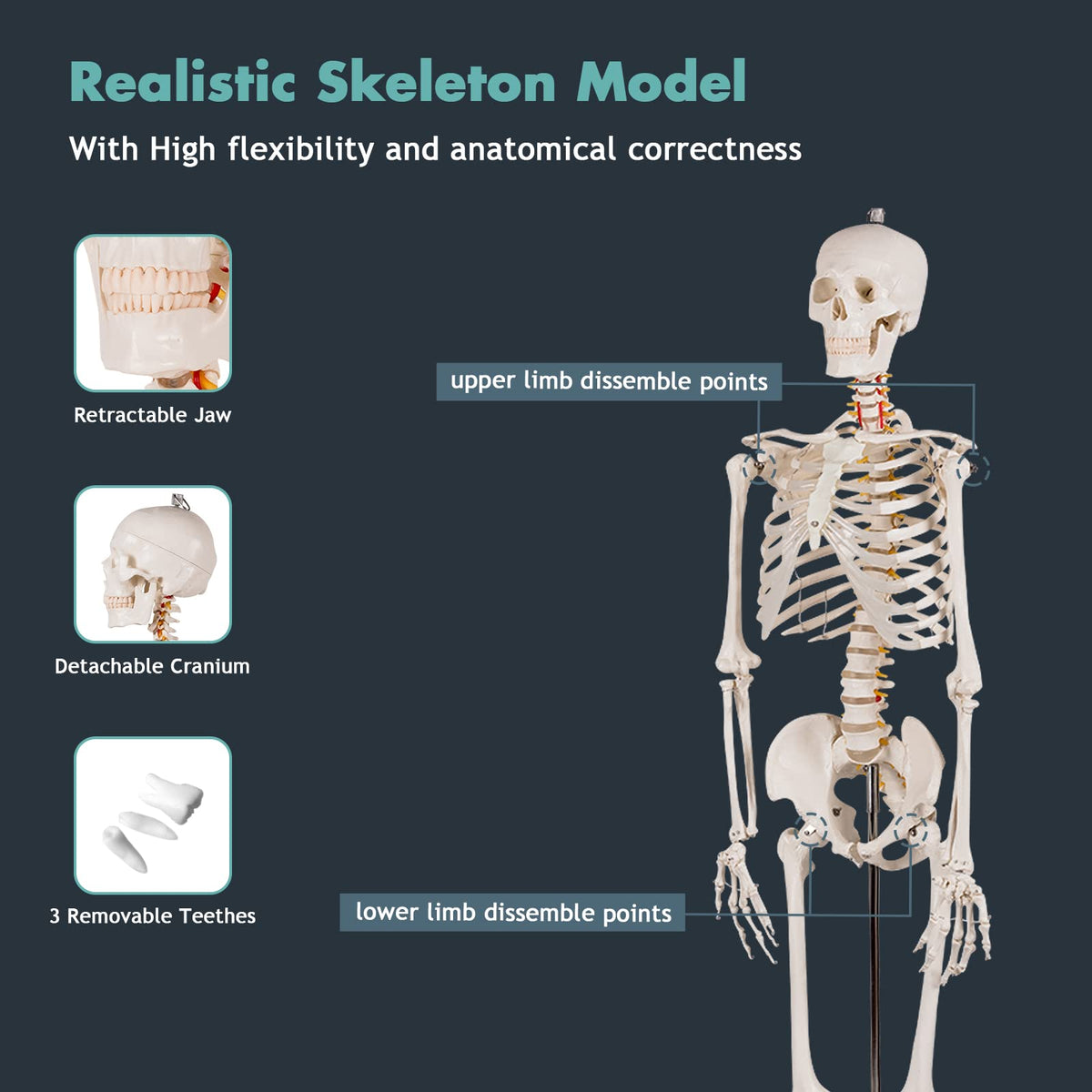 Giantex Life Size 177 cm Human Skeleton Model