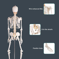 Giantex Life Size 177 cm Human Skeleton Model