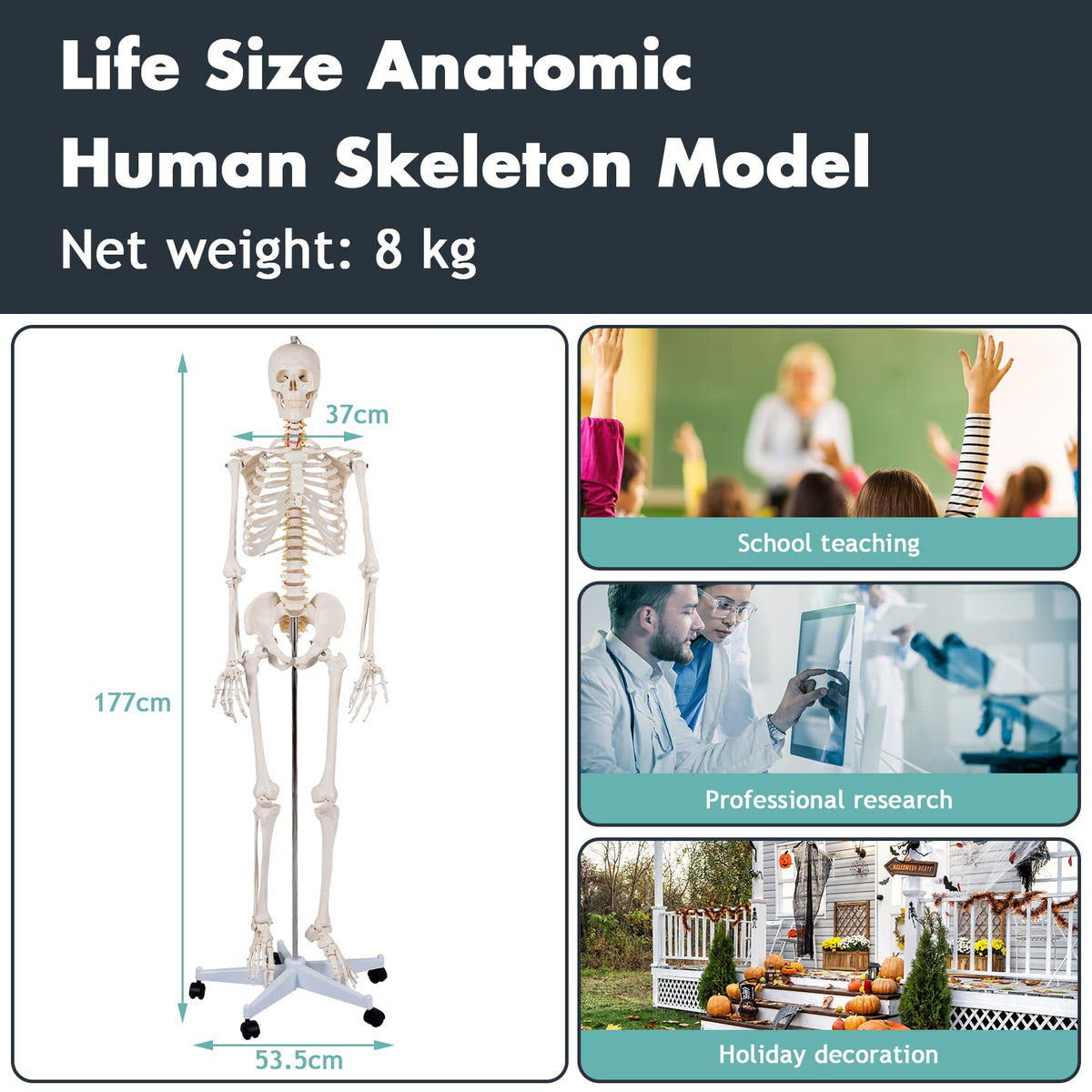 Giantex Life Size 177 cm Human Skeleton Model